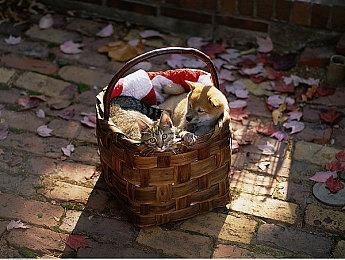 《新网球王子》视觉小说新作预告片公布 登陆NS平台